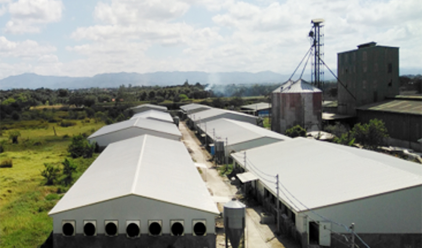 Philippine Pig Farming Project