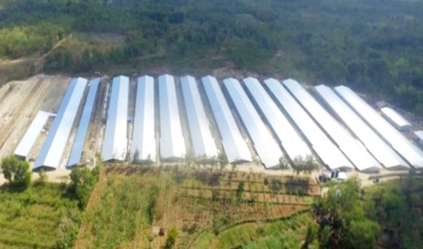 Indonesia Chicken Farming Project